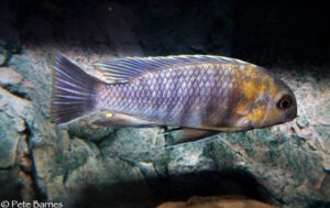 Tropheops sp. 'red cheek north' Magunga